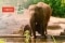 Dierentuin